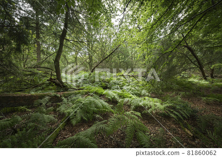 Forest called Stormbos near Ees in Drenthe in the Netherlands. Forest called Stormbos near Ees in Drenthe in the Netherlands. 81860062