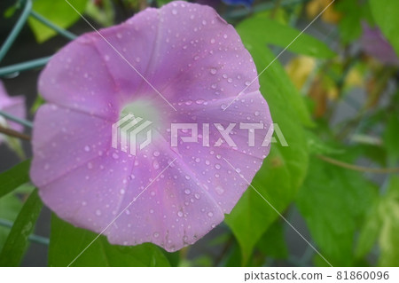 牽牛花和水滴在籬笆上綻放 牽牛花和水滴在籬笆上綻放 81860096