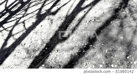 tree shadows on the ground 81860142