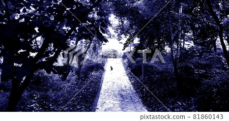 A mountain cat suddenly appears on the forest road and looks at me A mountain cat suddenly appears on the forest road and looks at me 81860143