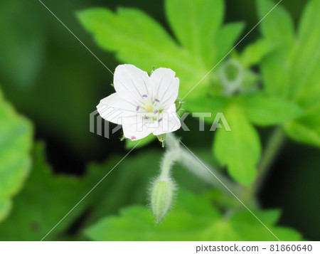 Geranium thunbergii Geranium thunbergii 81860640