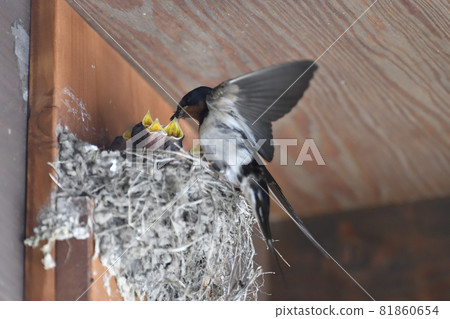 Swallow Swallow 81860654