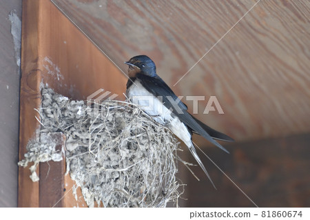 Swallow Swallow 81860674