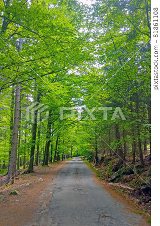A picturesque trail in the green forest for a walk in the fresh air. 81861108