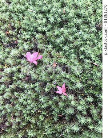 Autumn leaves that shine in moss Autumn leaves that shine in moss 81861270