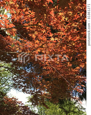 Maple on the ceiling 81861271