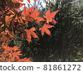 Maple gradation 81861272