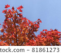 Autumn leaves shining in the blue sky 81861273