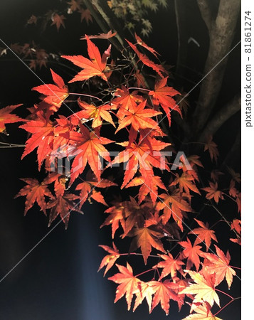 Maple floating at night Maple floating at night 81861274