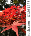 Maple gradation 81861275