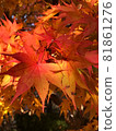 Maple gradation 81861276