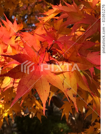 Maple gradation 81861276