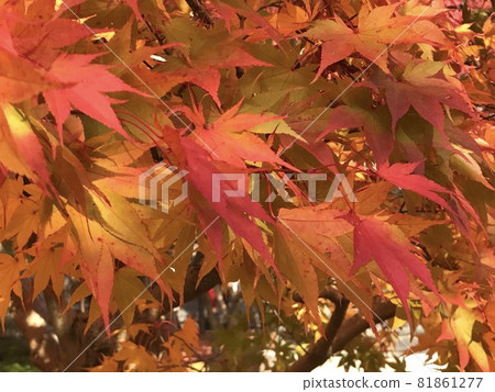 Maple gradation 81861277