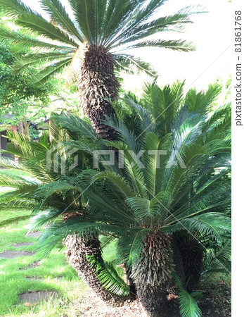 Seaside cycads 81861768