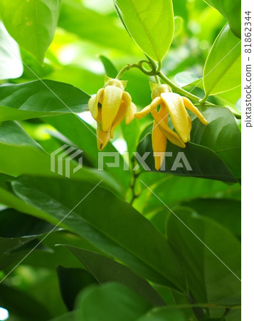 tropical green yellow aroma flower of large creeping plant, ANNONACEAE, Artabotrys hexapetalus (L.f.) Bhandari. close up selective focus under natural sunlight with outdoor garden background tropical green yellow aroma flower of large creeping plant, ANNONACEAE, Artabotrys hexapetalus (L.f.) Bhandari. close up selective focus under natural sunlight with outdoor garden background 81862344