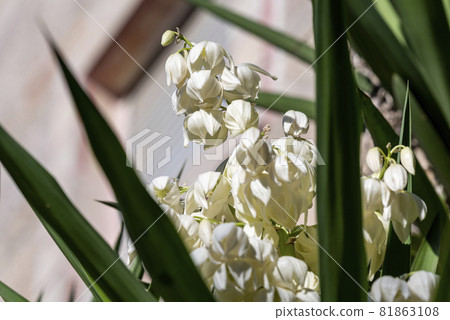 blooming yucca. White flowers of yucca plant. 81863108