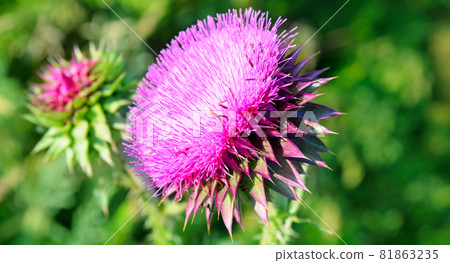 pink milk thistle flower in bloom in summer. Wide photo. 81863235