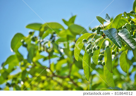 Still green Chionanthus retusus fruit (Nanja Monja) 81864012