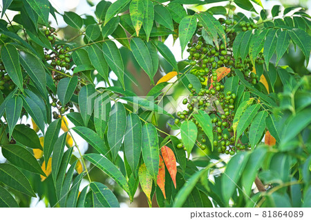 Still green poison ivy fruit Still green poison ivy fruit 81864089