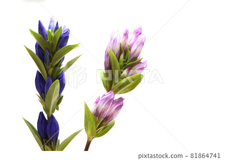 白色背景上的兩輪龍膽 81864741