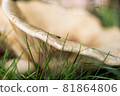 A closeup shot in color of some mushroom 81864806