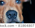 An extreme closeup shot of a dogs face 81864807