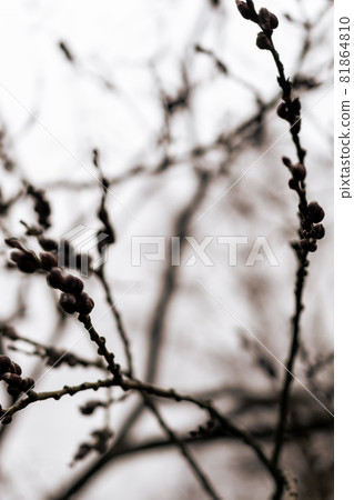 An image in monochrome of some thin branches with buds 81864810