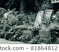 A monochrome image of an overgrown bachyard garden 81864812