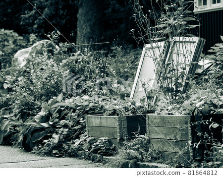 A monochrome image of an overgrown bachyard garden 81864812