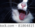 A closeup shot in color of a car yawning 81864815