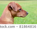 A close up portrait of a dwarf pinscher 81864816