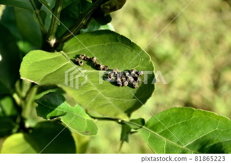 Swallowtail droppings Swallowtail droppings 81865223