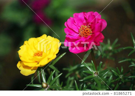 Matsuba button yellow and crimson flowers Matsuba button yellow and crimson flowers 81865271