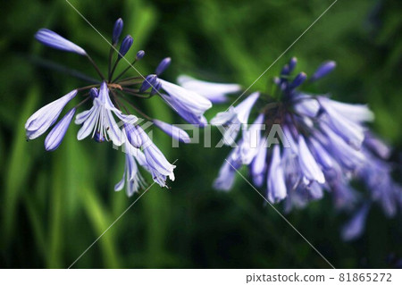 Agapanthus lilac flowers Agapanthus lilac flowers 81865272