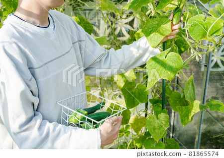 Close up young male hands picking harvest of fresh cucumbers in the sunny garden greenhouse. Harvesting. Cottagecore lifestyle. Generation of Millenials. Close up young male hands picking harvest of fresh cucumbers in the sunny garden greenhouse. Harvesting. Cottagecore lifestyle. Generation of Millenials. 81865574