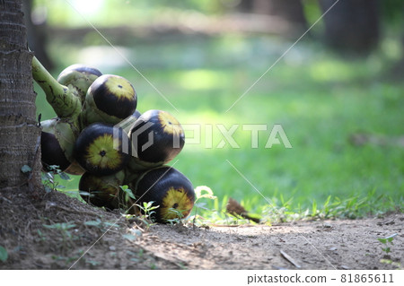 Asian Palmyra palm,Close up of Palm fruit or Palmyra palm on sugar palm tree. 81865611