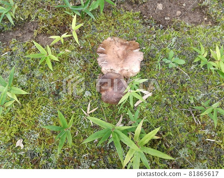 Russula nigricans poisonous mushroom meadow autumn Russula nigricans poisonous mushroom meadow autumn 81865617