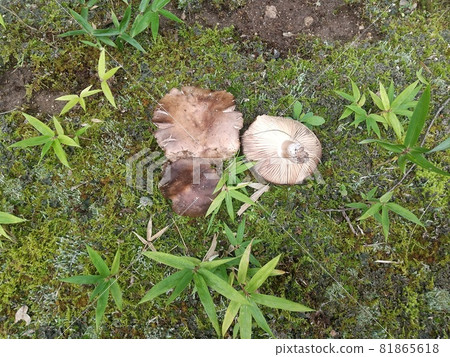 Russula nigricans poisonous mushroom meadow autumn Russula nigricans poisonous mushroom meadow autumn 81865618