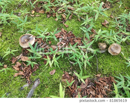 Russula nigricans poisonous mushroom meadow autumn Russula nigricans poisonous mushroom meadow autumn 81865619