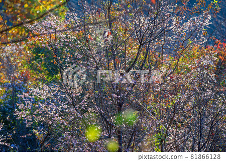 Jomine公園，寒冷的櫻花，秋天的景色，秋天的落葉季節 81866128