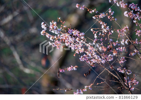 Jomine公園，寒冷的櫻花，秋天的景色，秋天的落葉季節 81866129