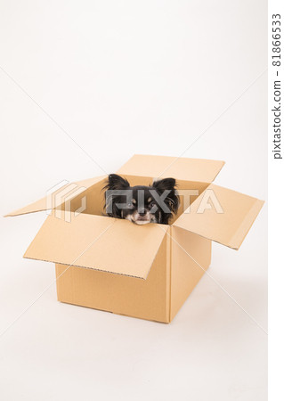 Black long coat Chihuahua in cardboard Black long coat Chihuahua in cardboard 81866533