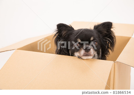 Black long coat Chihuahua in cardboard 81866534