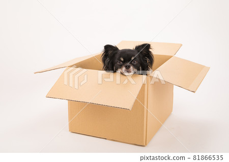 Black long coat Chihuahua in cardboard 81866535