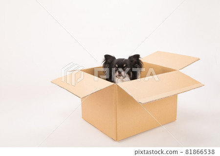 Black long coat Chihuahua in cardboard Black long coat Chihuahua in cardboard 81866538