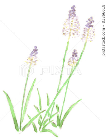 秋天盛開的紫色花朵:藤蔓水彩插圖 秋天盛開的紫色花朵:藤蔓水彩插圖 81866619