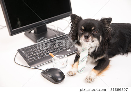 Long coat Chihuahua wearing a tie in front of a desktop computer Long coat Chihuahua wearing a tie in front of a desktop computer 81866897