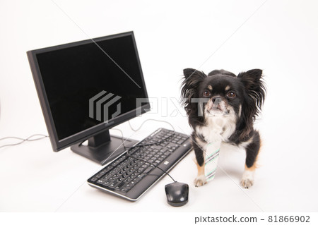 Long coat Chihuahua wearing a tie in front of a desktop computer 81866902