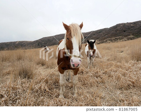 A horse with mottled hair grazing in Aso (Kusasenri-gahama, Aso City, Kumamoto Prefecture) A horse with mottled hair grazing in Aso (Kusasenri-gahama, Aso City, Kumamoto Prefecture) 81867005