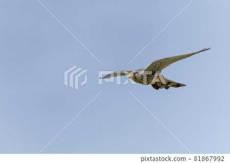 A male Kestrel raising a child who brings food back to the blue sky A male Kestrel raising a child who brings food back to the blue sky 81867992